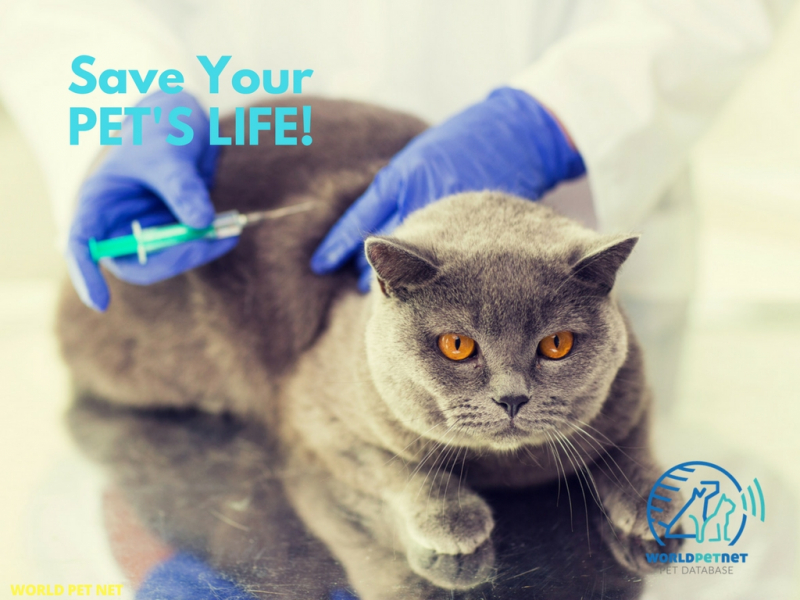 Рэгістрацыя ў WNP чыпаных жывёл пароды